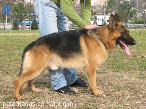 cheku Dişi Alman Çoban Köpeği