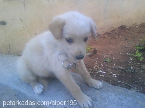 asedefe Dişi Golden Retriever