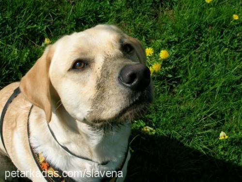 lord Erkek Labrador Retriever