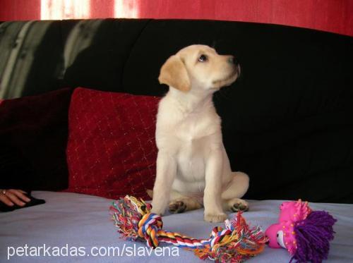 lord Erkek Labrador Retriever