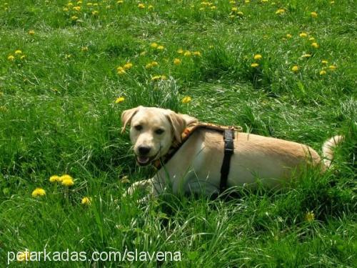 lord Erkek Labrador Retriever