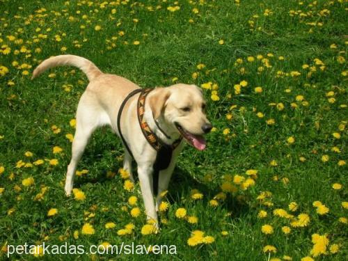 lord Erkek Labrador Retriever