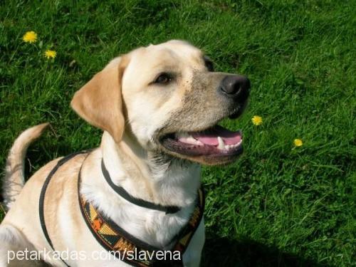 lord Erkek Labrador Retriever