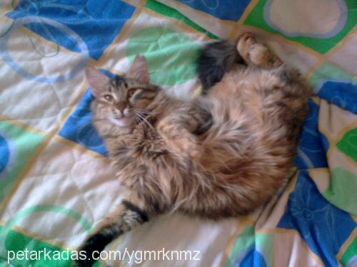 kırpık Dişi Maine Coon