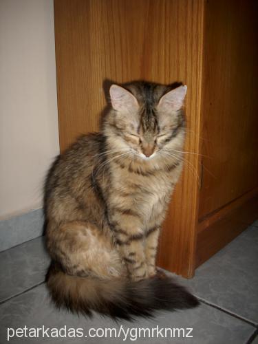 kırpık Dişi Maine Coon