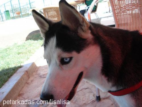 lisa Dişi Sibirya Kurdu (Husky)