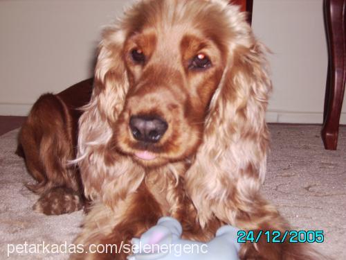 badem Dişi İngiliz Cocker Spaniel