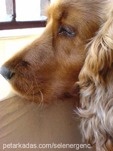 badem Dişi İngiliz Cocker Spaniel