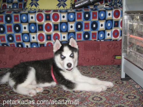 lucky Erkek Sibirya Kurdu (Husky)