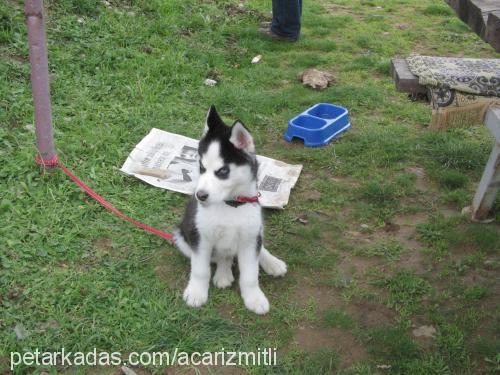 lucky Erkek Sibirya Kurdu (Husky)