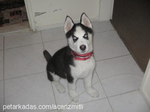 lucky Erkek Sibirya Kurdu (Husky)