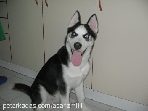 lucky Erkek Sibirya Kurdu (Husky)