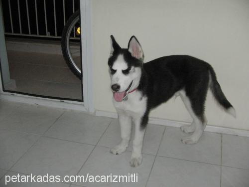 lucky Erkek Sibirya Kurdu (Husky)