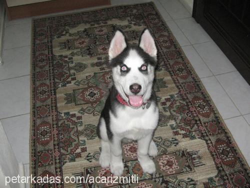 lucky Erkek Sibirya Kurdu (Husky)