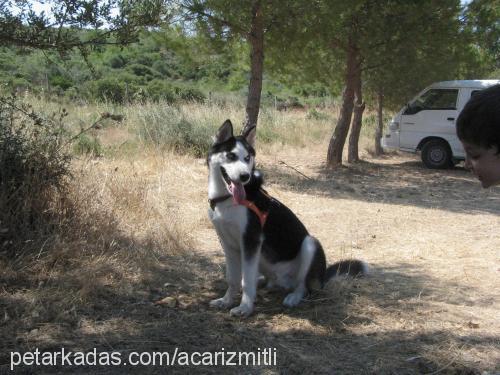 lucky Erkek Sibirya Kurdu (Husky)