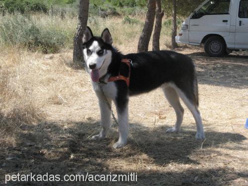 lucky Erkek Sibirya Kurdu (Husky)