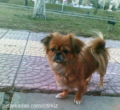 Çıtır Dişi Pekingese