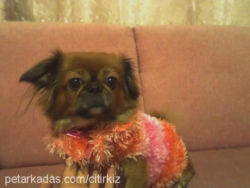 Çıtır Dişi Pekingese