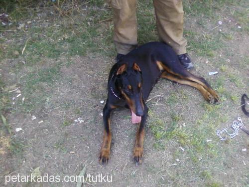 Şiva Dişi Doberman Pinscher