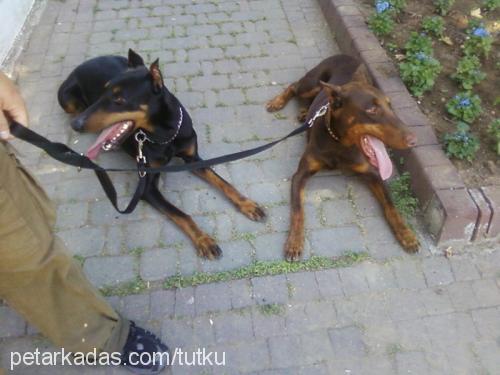 Şiva Dişi Doberman Pinscher