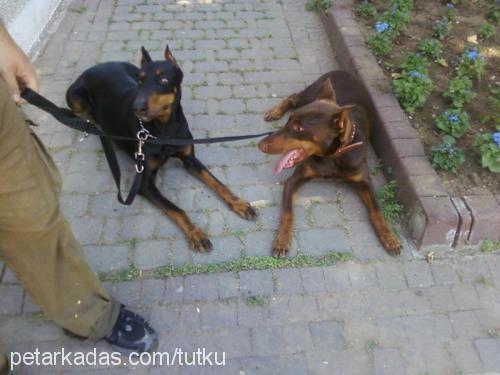 Şiva Dişi Doberman Pinscher