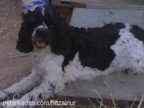 badem Erkek İngiliz Cocker Spaniel