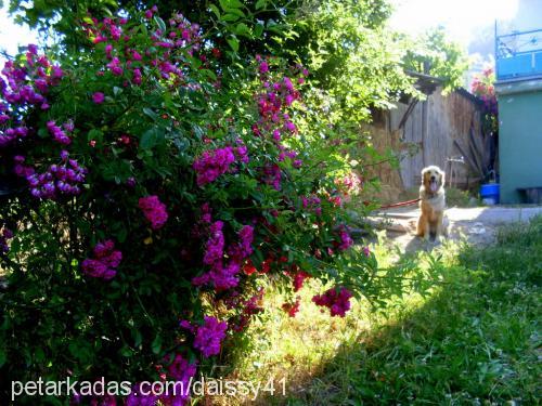 daisy Dişi Golden Retriever