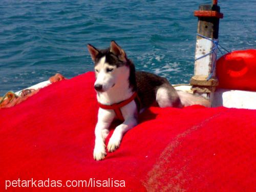 lisa Dişi Sibirya Kurdu (Husky)