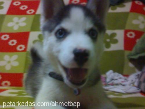 bap Erkek Alaskan Malamute