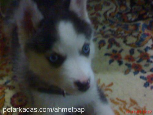 bap Erkek Alaskan Malamute