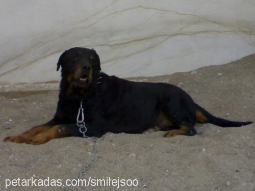 tomas Erkek Rottweiler