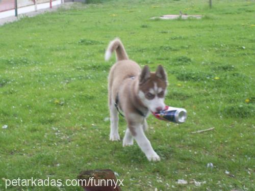 ares Dişi Sibirya Kurdu (Husky)