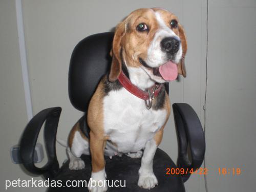 karamel Dişi Beagle