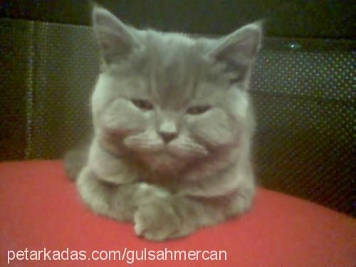 mercan Dişi British Shorthair