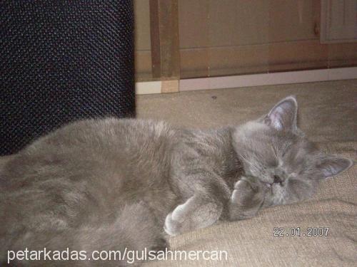 mercan Dişi British Shorthair