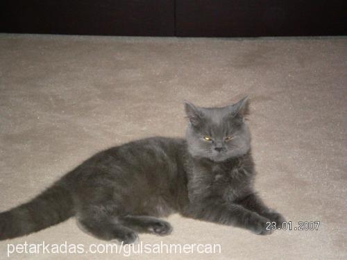 mercan Dişi British Shorthair