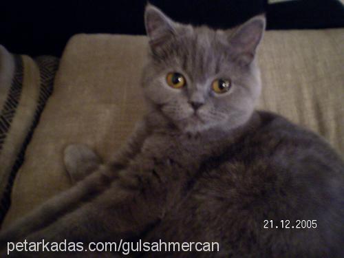 mercan Dişi British Shorthair