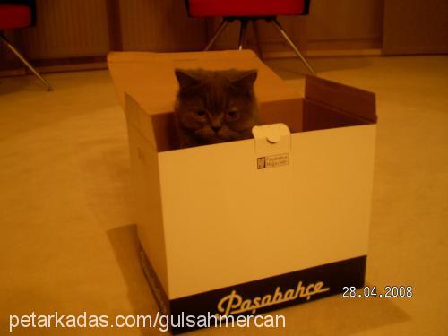 mercan Dişi British Shorthair