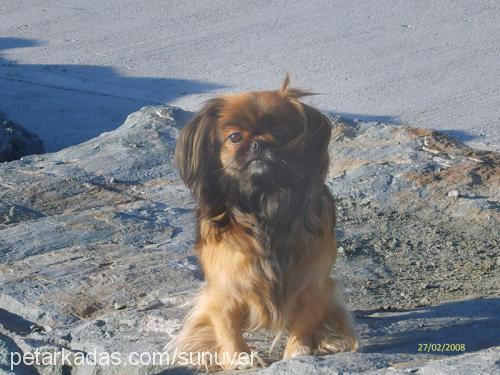 Kiraz Dişi Tibetli Spaniel