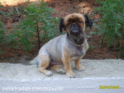 Kiraz Dişi Tibetli Spaniel