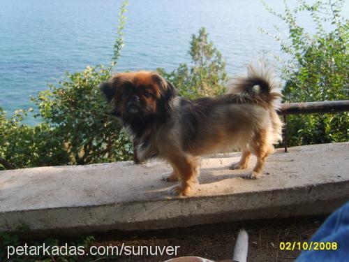 Kiraz Dişi Tibetli Spaniel