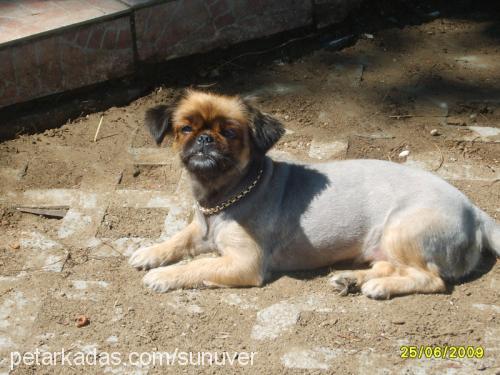 Kiraz Dişi Tibetli Spaniel