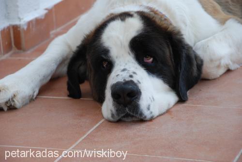 wİskİ Erkek St. Bernard (Saint Bernard)