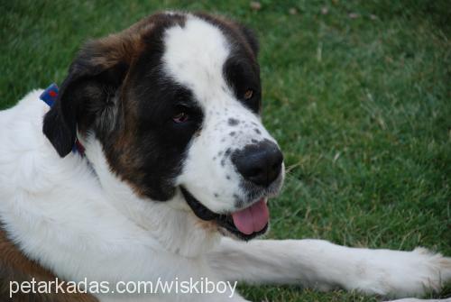 wİskİ Erkek St. Bernard (Saint Bernard)