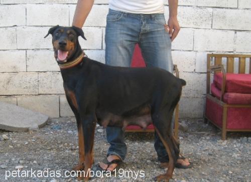 betty Dişi Doberman Pinscher