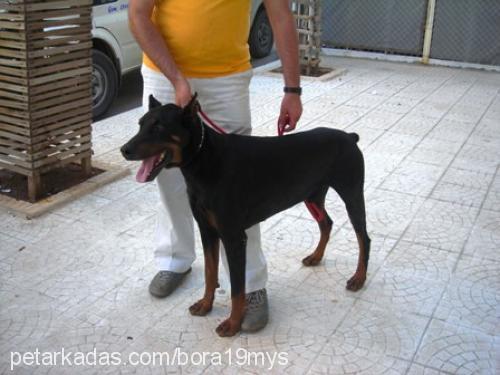 betty Dişi Doberman Pinscher