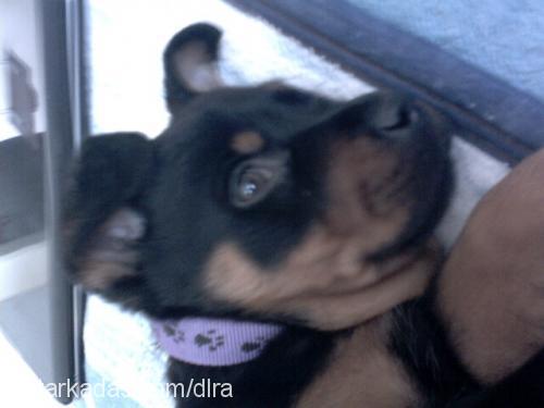 Şila Dişi Rottweiler