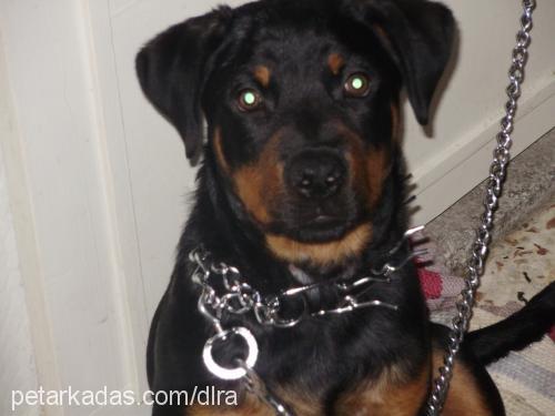 Şila Dişi Rottweiler