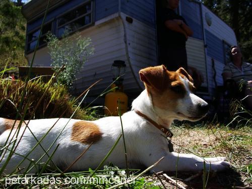 ritsa Dişi Jack Russell Terrier