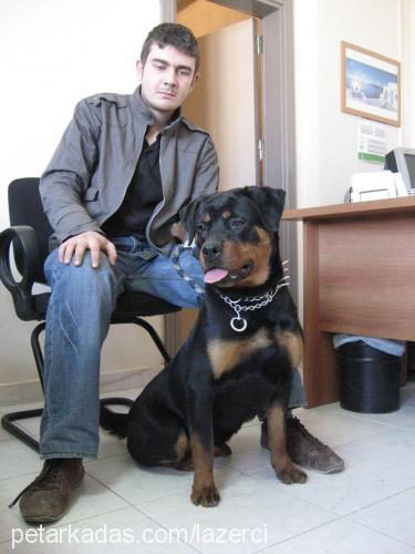 alex Dişi Rottweiler